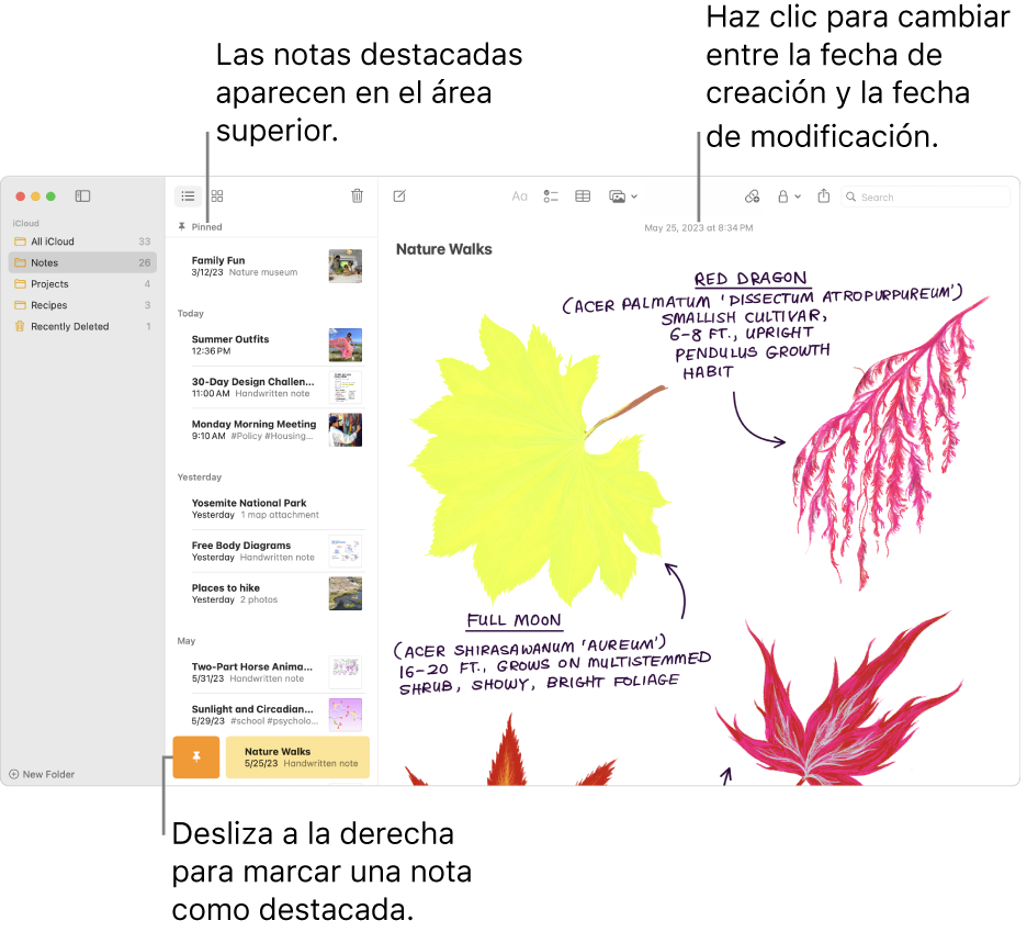 La ventana de Notas con la lista de notas a la izquierda, notas ancladas en la parte superior de la lista de notas y el botón de Anclar en una nota. El contenido de esa nota aparece a la derecha con la fecha en la parte superior; haz clic en la fecha para cambiar entre la fecha creada y la fecha editada.