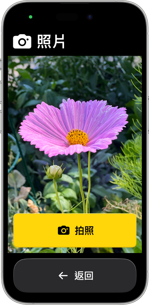 進入「自訂輔助取用」的 iPhone，顯示「相機」App 打開，一個放大的按鈕用於拍照，另一個用於返回上一個畫面。