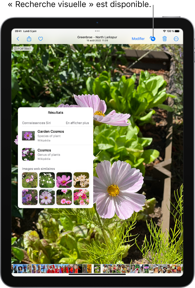 Une photo est ouverte dans la photothèque de l’app Photos. En haut de l’écran, le bouton Infos affiche une icône indiquant que des informations Recherche visuelle sont disponibles. Le bouton est sélectionné et les résultats Recherche visuelle apparaissent à l’écran.