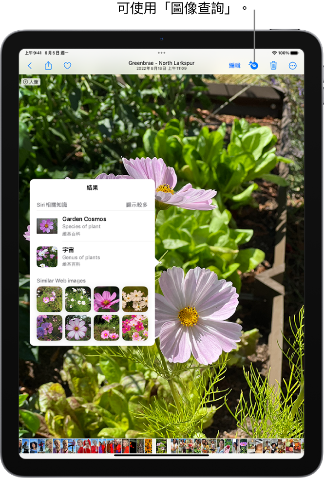 「照片」App 中的一張照片打開。螢幕最上方的「資訊」按鈕顯示一個圖像，表示「圖像查詢」資訊可供取用。已選取按鈕，且「圖像查詢」結果顯示在螢幕上。