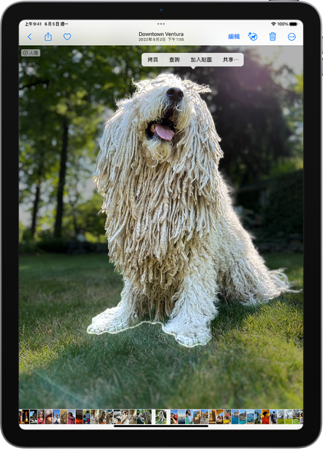 「照片」App 圖庫中的一張照片打開。照片中心的主體加上外框，而「拷貝」、「查詢」、「加入貼圖」和「分享」按鈕出現在其上方。
