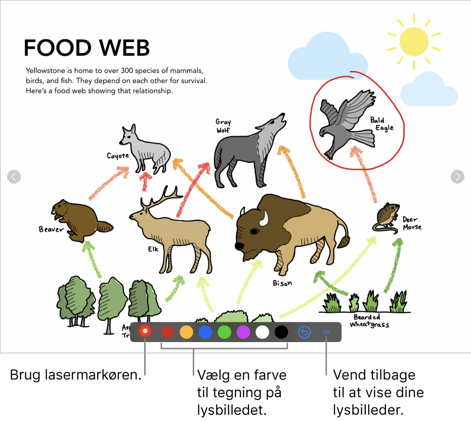 Et lysbillede med en illustration, der viser lasermarkøren og betjeningsmulighederne til valg af farve.