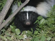 skunk