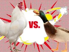 Chickens vs. Ducks