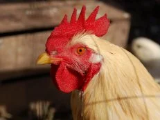 chicken with red comb