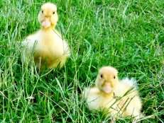 Pekin ducklings