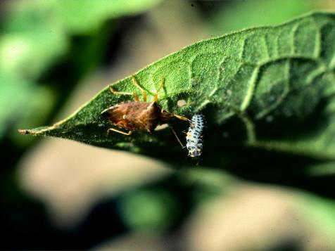 Stink Bugs in the Garden