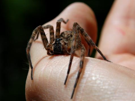 Wolf Spiders