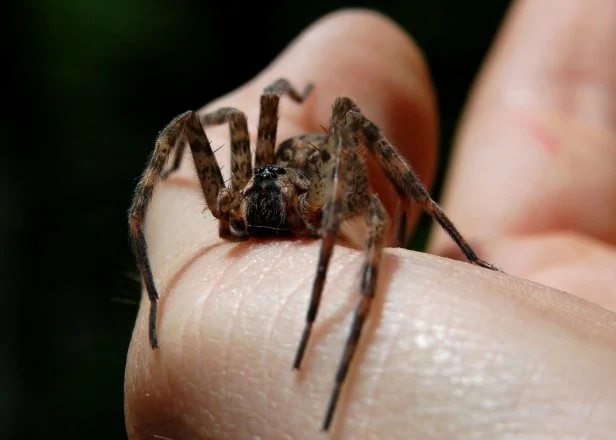 Wolf Spider on hand.jpg