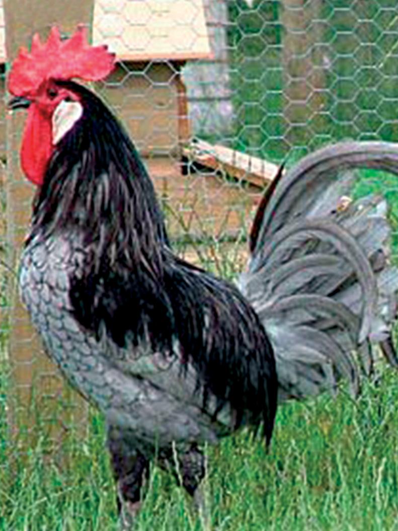 Andalusian Chicken