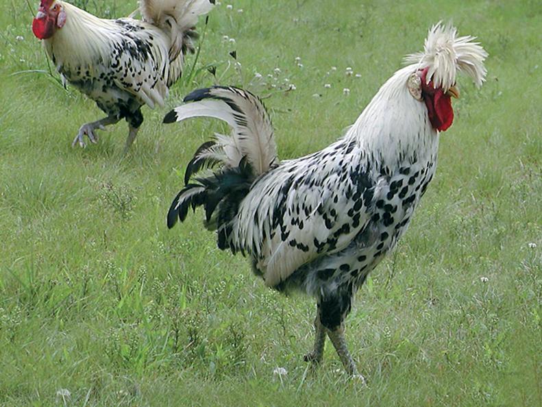 Apenzeller Chicken