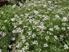 Cilantro flowers