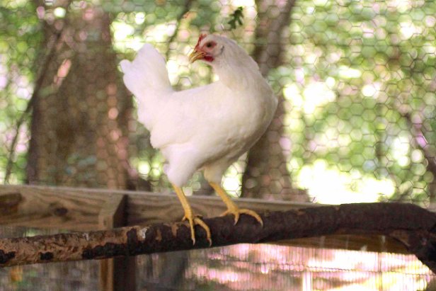 Chicken on Roost