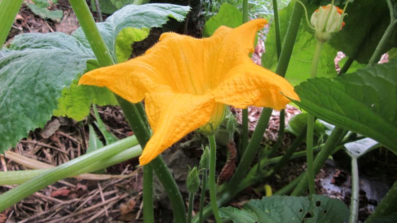 Squash Blossom