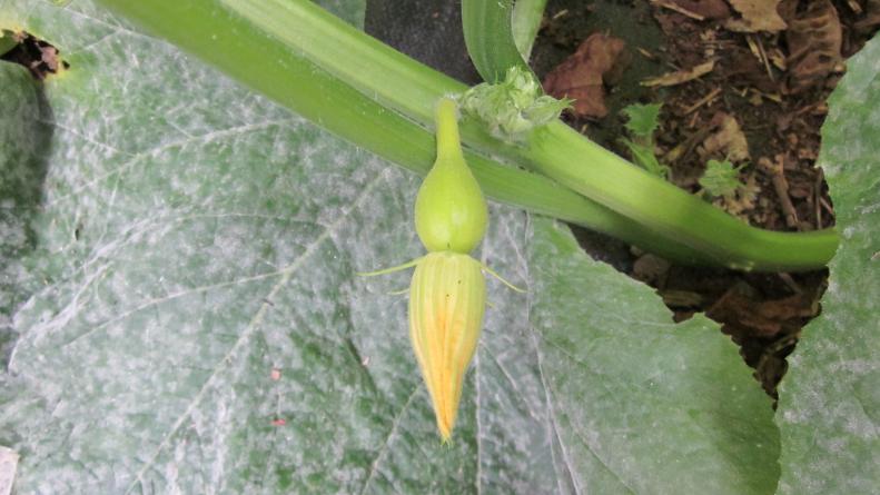 Squash Blossom With Baby Squash