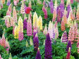 Lupines