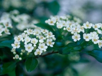 Hawthorn tree