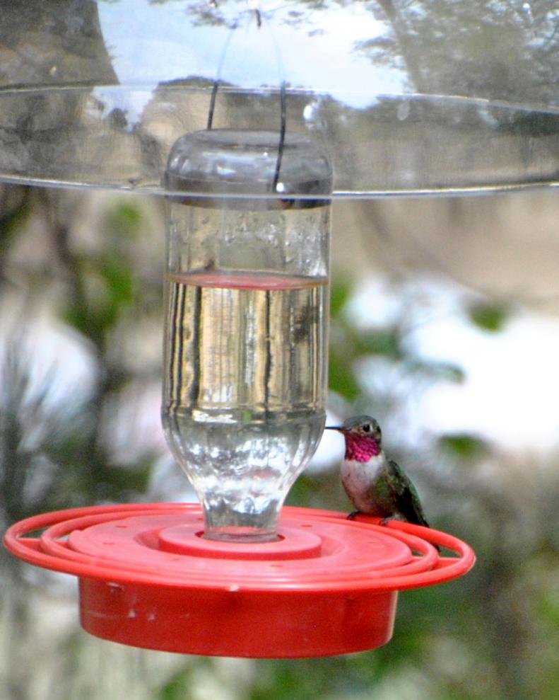 Hummingbirds are all around you. Although these fast, tiny birds are often difficult to spot, there are many ways to entice them to your outdoor spaces. Here a male Broad-tailed Hummingbird shows off his flashy colors.