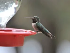 Hummingbirds are naturally drawn to the color red. Thus many  commercially available feeders will have red bases. Hummingbird food is  sometimes tinted red as well. Here a Broad-tailed hummingbird rests  between sips of sugar water. Try making your own <a href="http://www.hgtvgardens.com/garden-basics/bird-brew-whip-up-some-hummingbird-food" target="_blank">hummingbird food</a>.