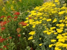 Drought Tolerant Perennial Achillea