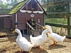 Duck House Ideas