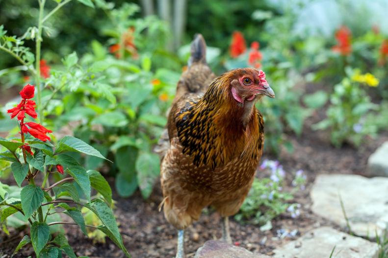 One of Stockett's chickens strikes a contemplative pose.