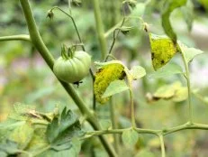 Tomato blight