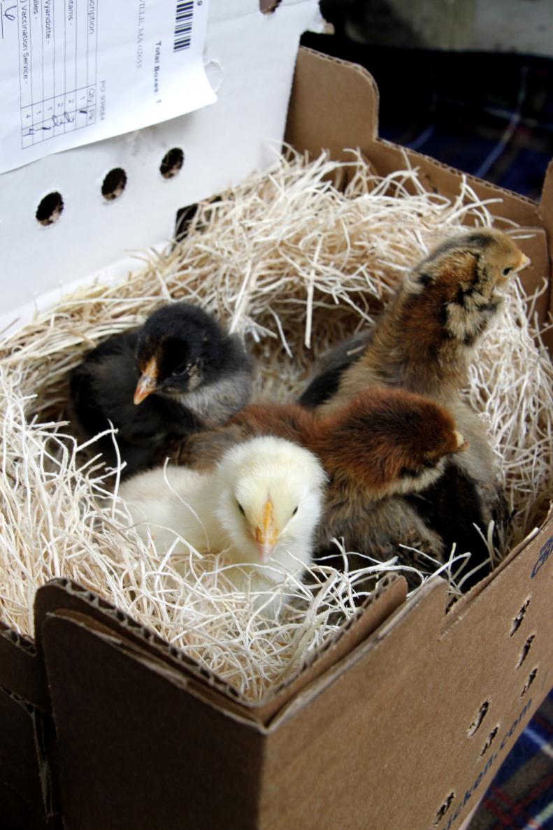 The chicks arrive in the mail. The U.S. Postal Service has been delivering chicks for over 100 years.