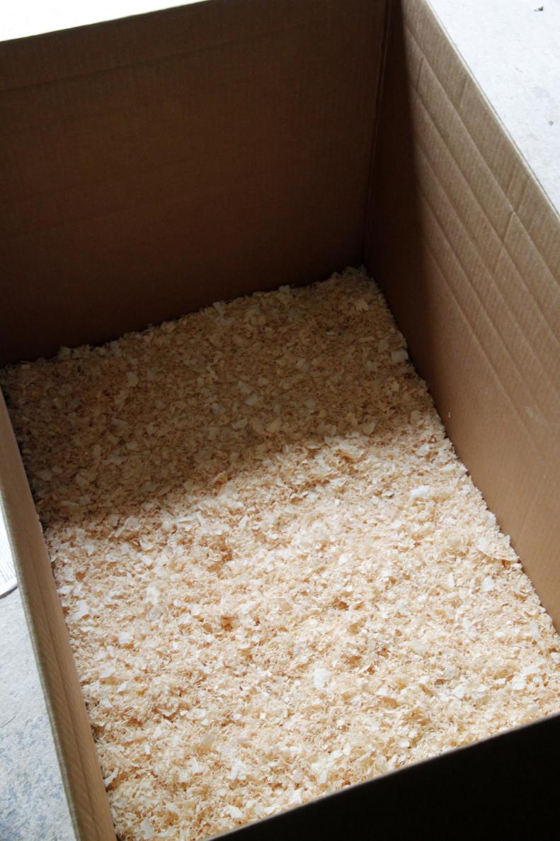 In a large cardboard box (or container of your choice) add a layer of fresh kiln dried pine shavings a couple of inches deep.