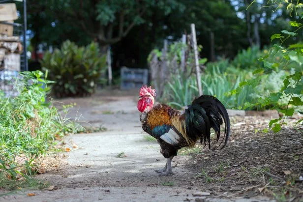 The exotic plumage of the resident Truly Living Well rooster is a lovely, surprise in this urban garden in the heart of Atlanta.