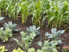 This vegetable garden is edged with flowering annuals. This helps to attract pollinators. The Florida themed garden features the top yielding produce grown in Florida including sweet corn, broccoli, bell peppers, tomatoes and squash.