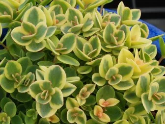 SunSparkler Sedum 'Lime Twister'