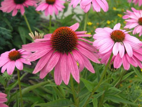 Summer Gardening Planner