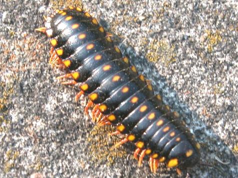 Millipedes