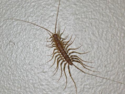 House Centipede