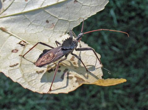 Wheel Bug