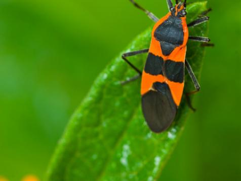 Milkweed Bug