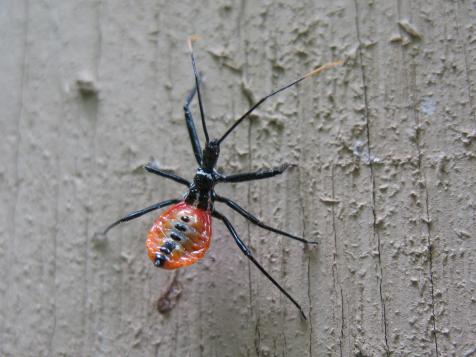 Assassin Bug