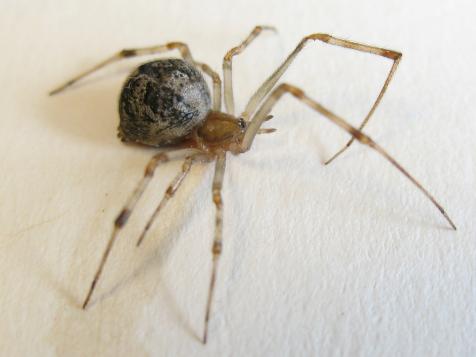 House Spider