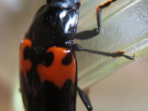 Pleasing Fungus Beetle