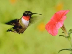 Hummingbird Flutters Over Flower