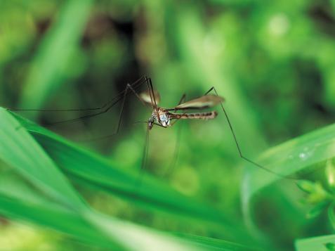 Homemade Insect Repellents