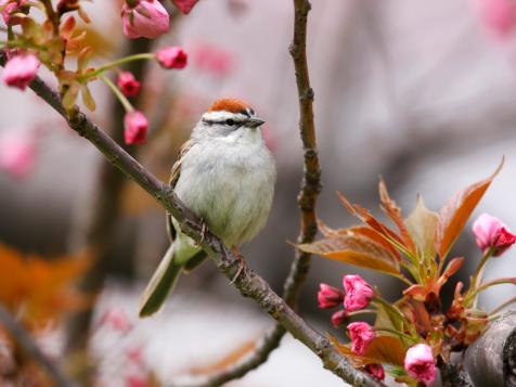 Design a Yard That Will Invite Birds