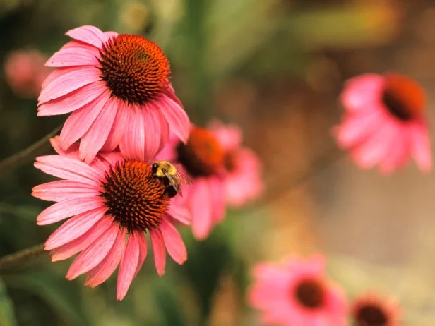 Bee Visits Coneflower