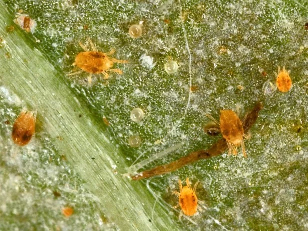 spider mite infestation