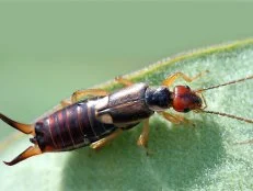 Earwig