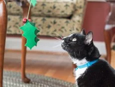 Black Cat Playing With Holly-Themed Cat Toy