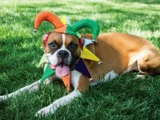 Handmade Halloween Pet Jester Costume