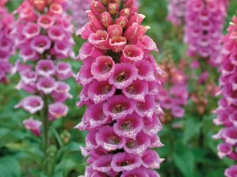 Digitalis purpurea ‘Candy Mountain’