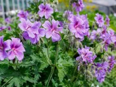 Cranesbill Geraniums